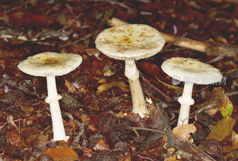 死亡之帽(Amanita citrina)